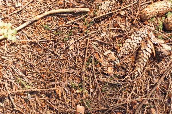 Cost of Pine Needles Removal in West Fargo