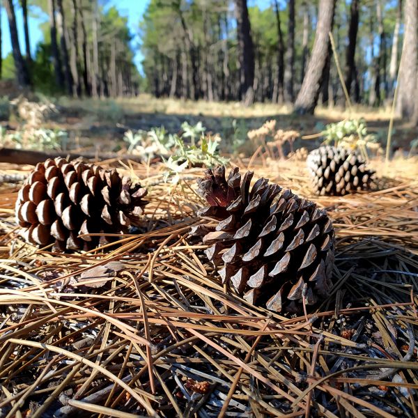 Cost of Pine Cone Removal in West Fargo