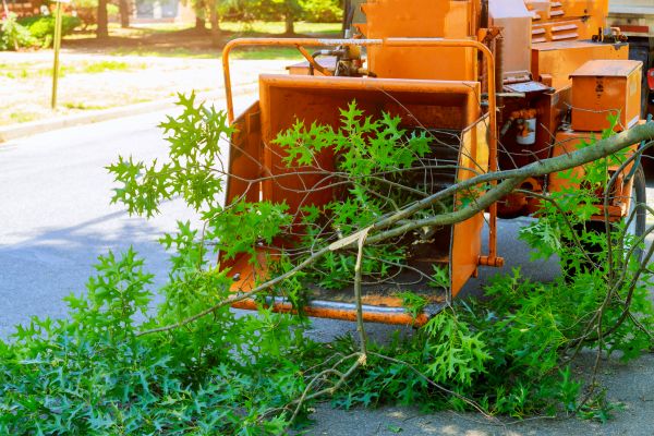 Cost of Tree Branches Removal in West Fargo